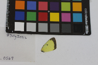 Colias philodice image