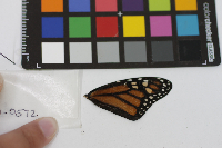 Danaus plexippus image