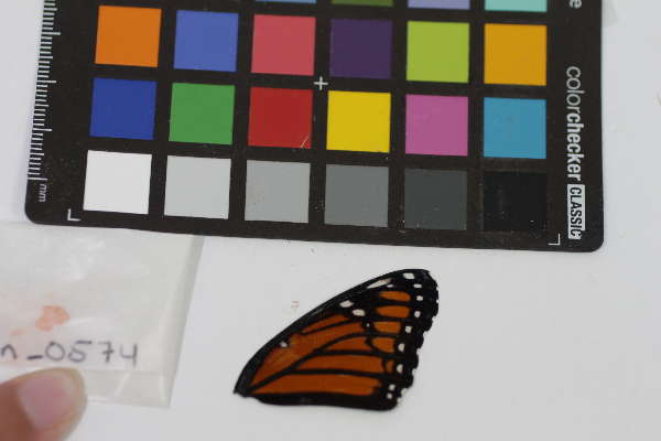 Limenitis archippus image