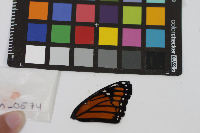 Media resource of Limenitis archippus