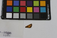 Anatrytone logan image