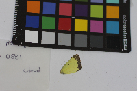 Colias philodice image