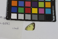 Colias philodice image