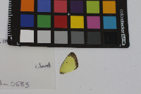 Colias philodice image