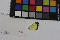 Colias philodice image