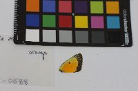 Colias eurytheme image
