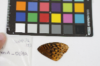 Speyeria cybele image