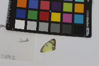 Colias philodice image