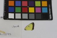 Colias philodice image
