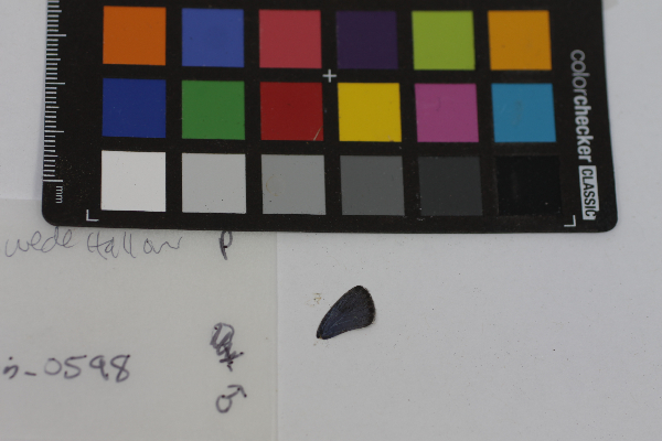 Everes comyntas image