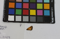 Poanes hobomok image