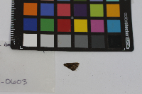 Euphyes vestris image