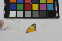 Colias eurytheme image