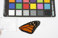 Danaus plexippus image