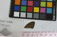 Image Associated With the Occurrence