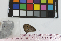 Cercyonis pegala image