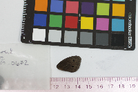 Cercyonis pegala image