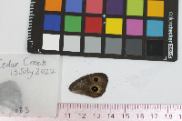 Cercyonis pegala image