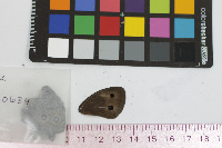 Cercyonis pegala image