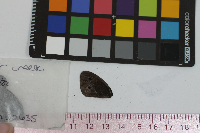 Cercyonis pegala image