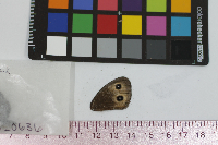 Cercyonis pegala image