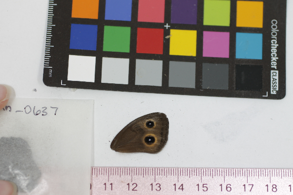 Cercyonis pegala image