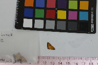 Anatrytone logan image