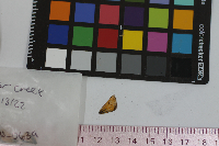 Anatrytone logan image