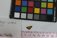 Anatrytone logan image