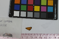 Anatrytone logan image