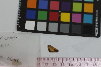 Anatrytone logan image