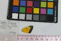 Colias eurytheme image