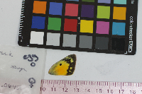 Colias eurytheme image