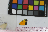 Colias eurytheme image