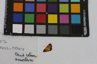 Poanes hobomok image