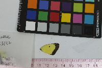 Colias philodice image