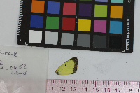 Colias philodice image