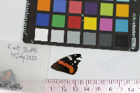 Vanessa atalanta image