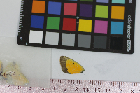 Colias eurytheme image