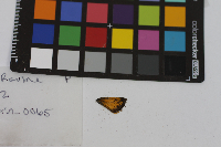 Poanes hobomok image