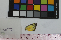 Colias eurytheme image