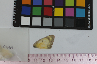 Colias eurytheme image