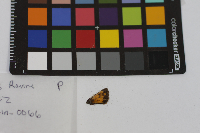 Poanes hobomok image