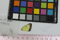 Colias philodice image