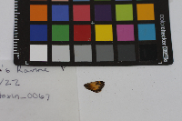 Poanes hobomok image