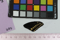 Papilio polyxenes image