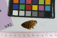 Speyeria cybele image