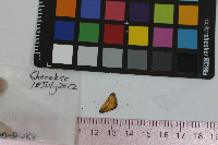 Anatrytone logan image