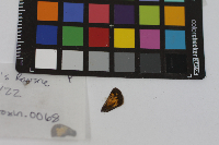 Poanes hobomok image