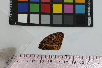 Speyeria cybele image